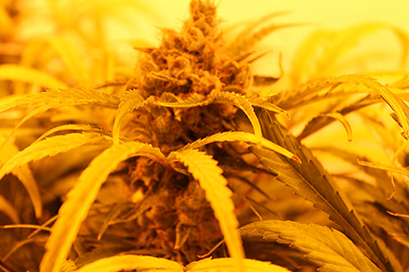 Nevada-DUI-and-Marijuana