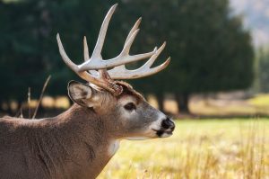 Wildlife Crimes in Nevada - Attorney Ross Goodman