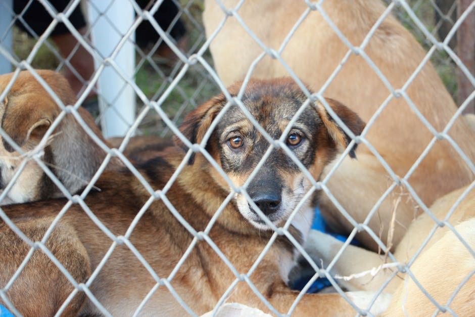 Animal Cruelty in Las Vegas - Ross Goodman